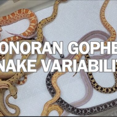 Sonoran Gopher Snake Care: Desert Species Guide