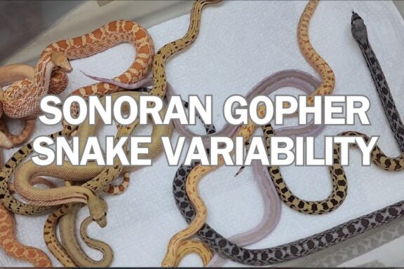 Sonoran Gopher Snake Care: Desert Species Guide