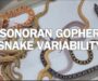 Sonoran Gopher Snake Care: Desert Species Guide