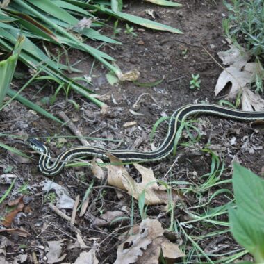 Sonoran Gopher Snake Care: Expert Tips