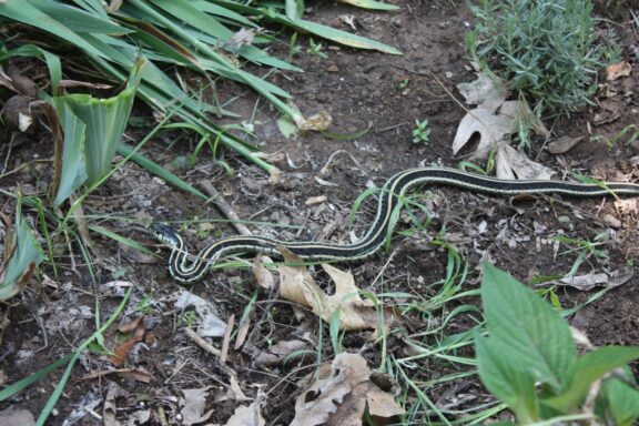 Sonoran Gopher Snake Care: Expert Tips