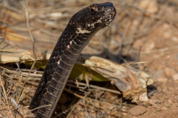 Sonoran Gopher Snake: Desert Dweller's Essential Guide