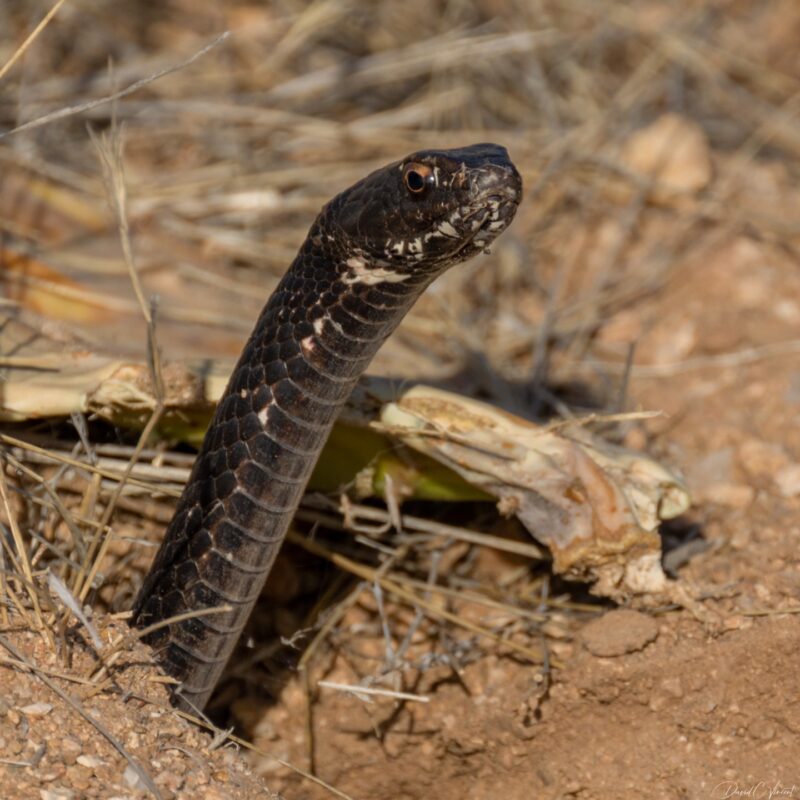 Sonoran Gopher Snake: Desert Dweller's Essential Guide