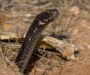 Sonoran Gopher Snake: Desert Dweller’s Essential Guide