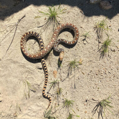 Sonoran Gopher Snake vs Bull Snake: Key Differences