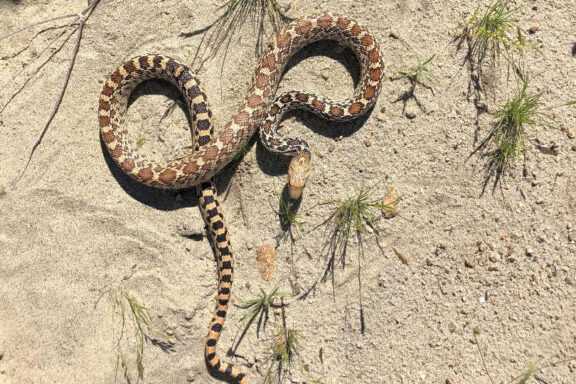 Sonoran Gopher Snake vs Bull Snake: Key Differences