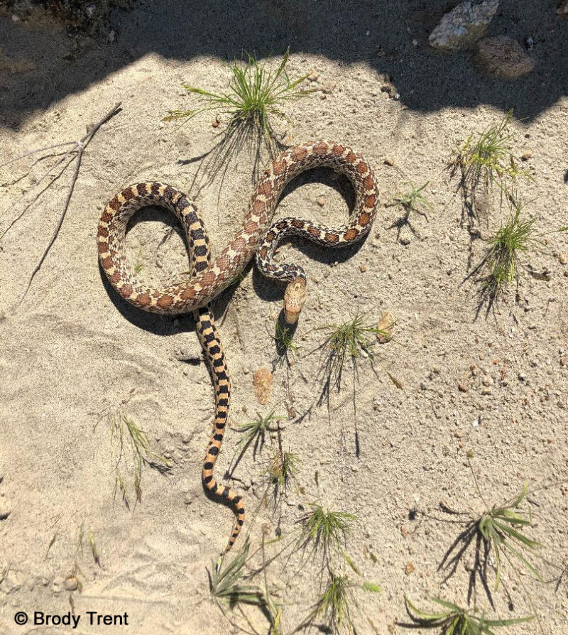 Sonoran Gopher Snake vs Bull Snake: Key Differences