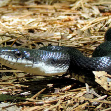 Tennessee King Snake: Native Species Guide