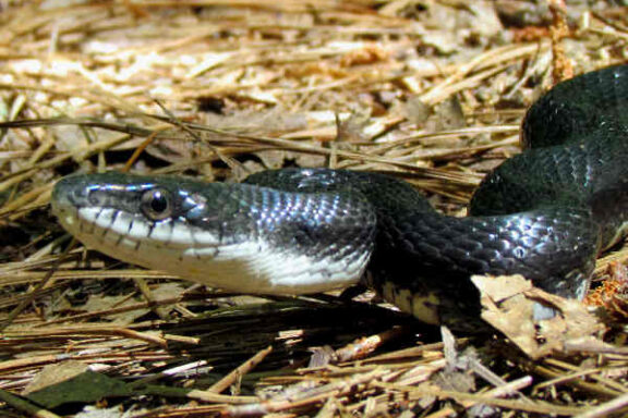 Tennessee King Snake: Native Species Guide