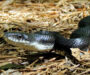 Tennessee King Snake: Native Species Guide