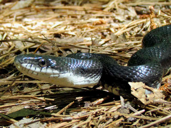 Tennessee King Snake: Native Species Guide