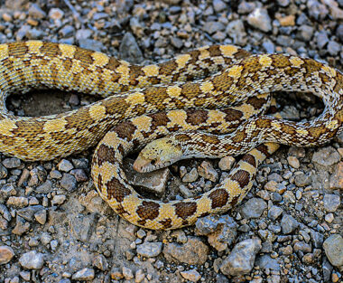 Texas Gopher Snake: Lone Star Species Guide