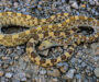 Texas Gopher Snake: Lone Star Species Guide