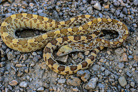 Texas Gopher Snake: Lone Star Species Guide