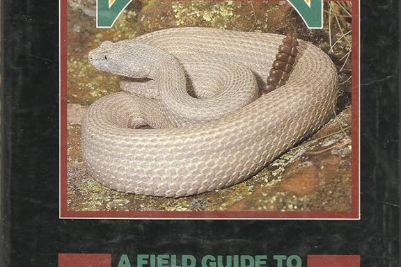 Texas King Snake: Lone Star Serpent Guide