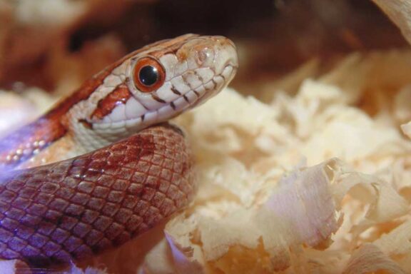 Top Bedding Options for Corn Snakes