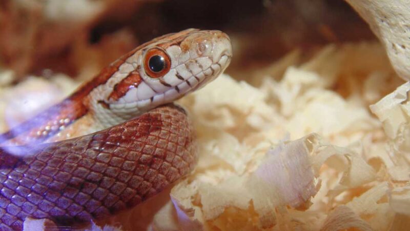 Top Bedding Options for Corn Snakes