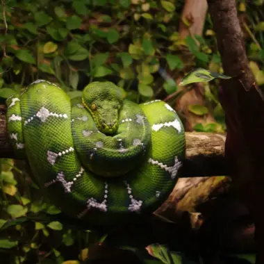 Tree Boa Behavior: Understanding Your Pet Snake