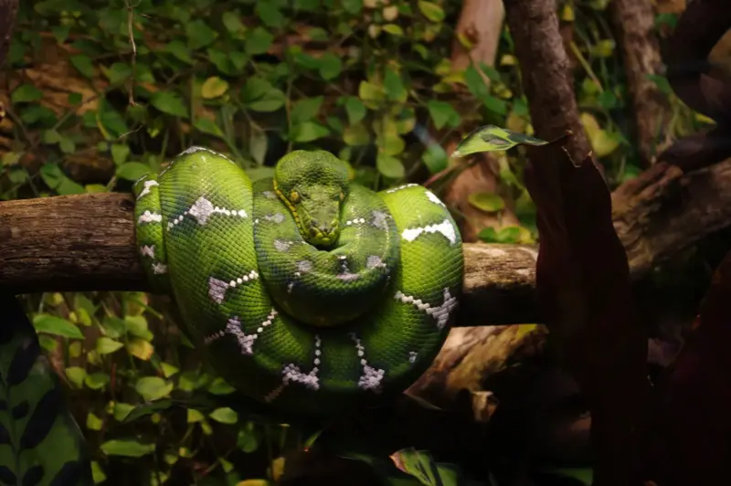 Tree Boa Behavior: Understanding Your Pet Snake