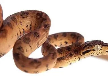 Tree Boa Breeding: Expert Tips and Guidelines