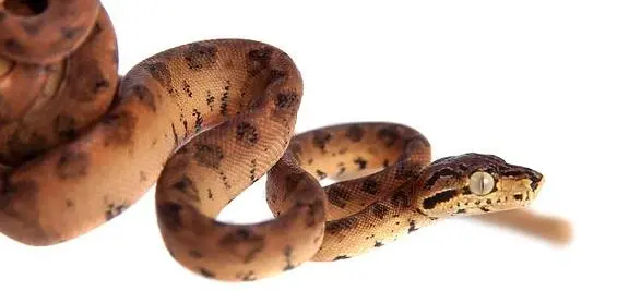 Tree Boa Breeding: Expert Tips and Guidelines