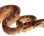 Tree Boa Breeding: Expert Tips and Guidelines