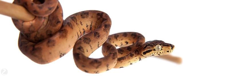 Tree Boa Breeding: Expert Tips and Guidelines