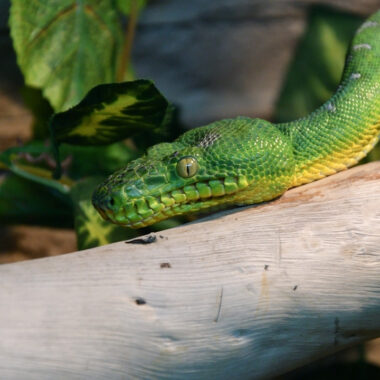 Tree Boa Camouflage: Amazing Adaptation Guide