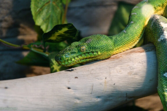 Tree Boa Camouflage: Amazing Adaptation Guide