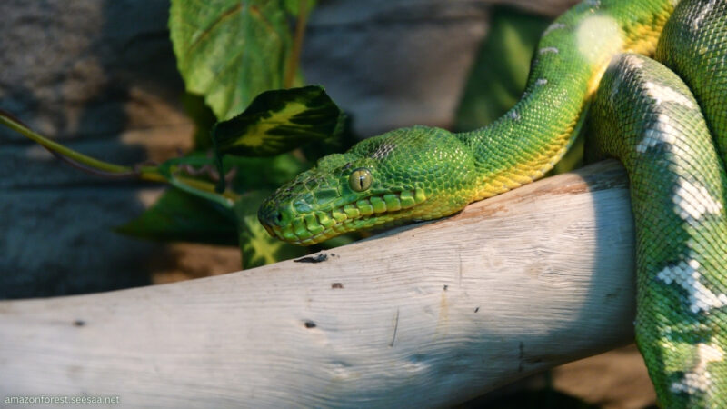 Tree Boa Camouflage: Amazing Adaptation Guide