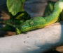 Tree Boa Camouflage: Amazing Adaptation Guide