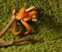 Tree Boa Care Guide: Essential Tips for New Owners