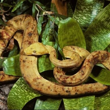 Tree Boa Climbing: Natural Behavior Guide