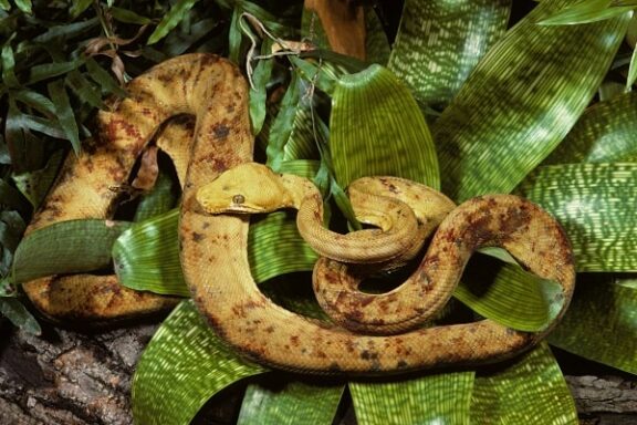 Tree Boa Climbing: Natural Behavior Guide