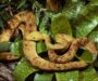 Tree Boa Climbing: Natural Behavior Guide