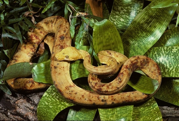 Tree Boa Climbing: Natural Behavior Guide