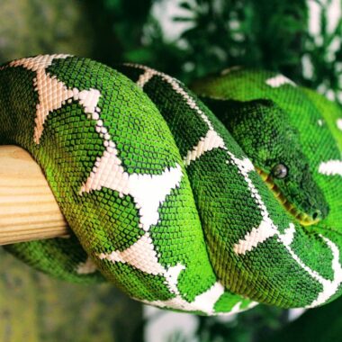 Tree Boa Size and Lifespan: What to Expect