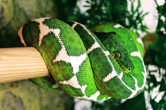 Tree Boa Size and Lifespan: What to Expect