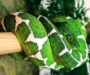 Tree Boa Size and Lifespan: What to Expect