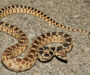 Types of Gopher Snakes: Species Guide