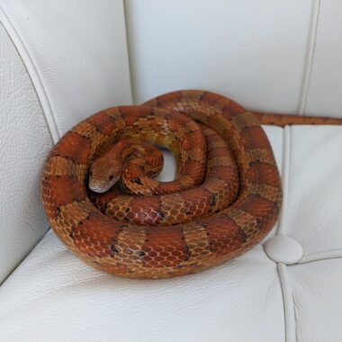 Typical Temperament of Corn Snakes