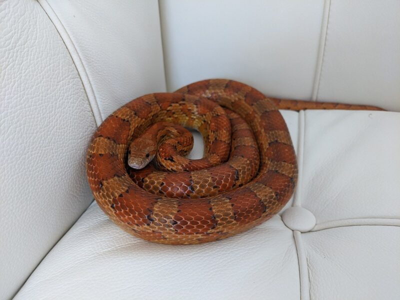 Typical Temperament of Corn Snakes