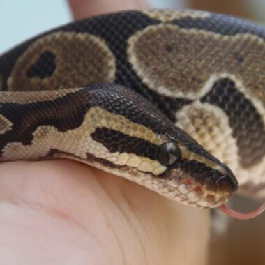 Understanding Ball Python Tongue Flicking