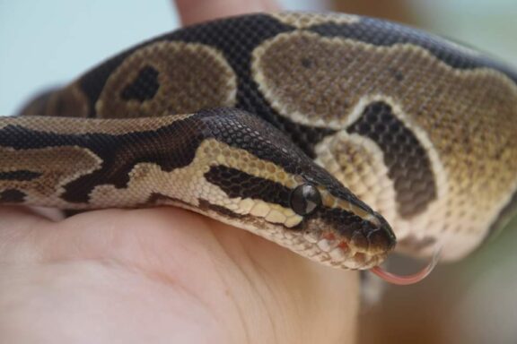 Understanding Ball Python Tongue Flicking