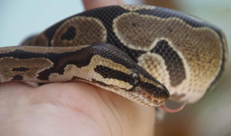 Understanding Ball Python Tongue Flicking