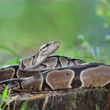 Understanding Ball Python Vision Capabilities