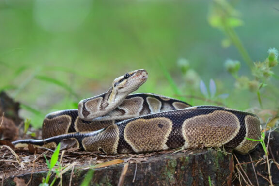 Understanding Ball Python Vision Capabilities