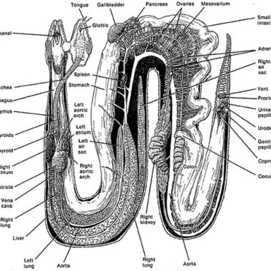 Understanding Corn Snake Anatomy