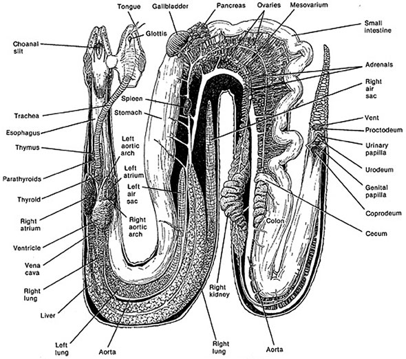 Understanding Corn Snake Anatomy