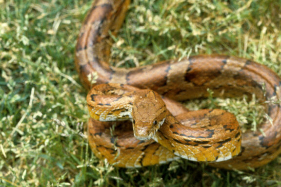 Understanding Corn Snakes in Their Natural Habitat